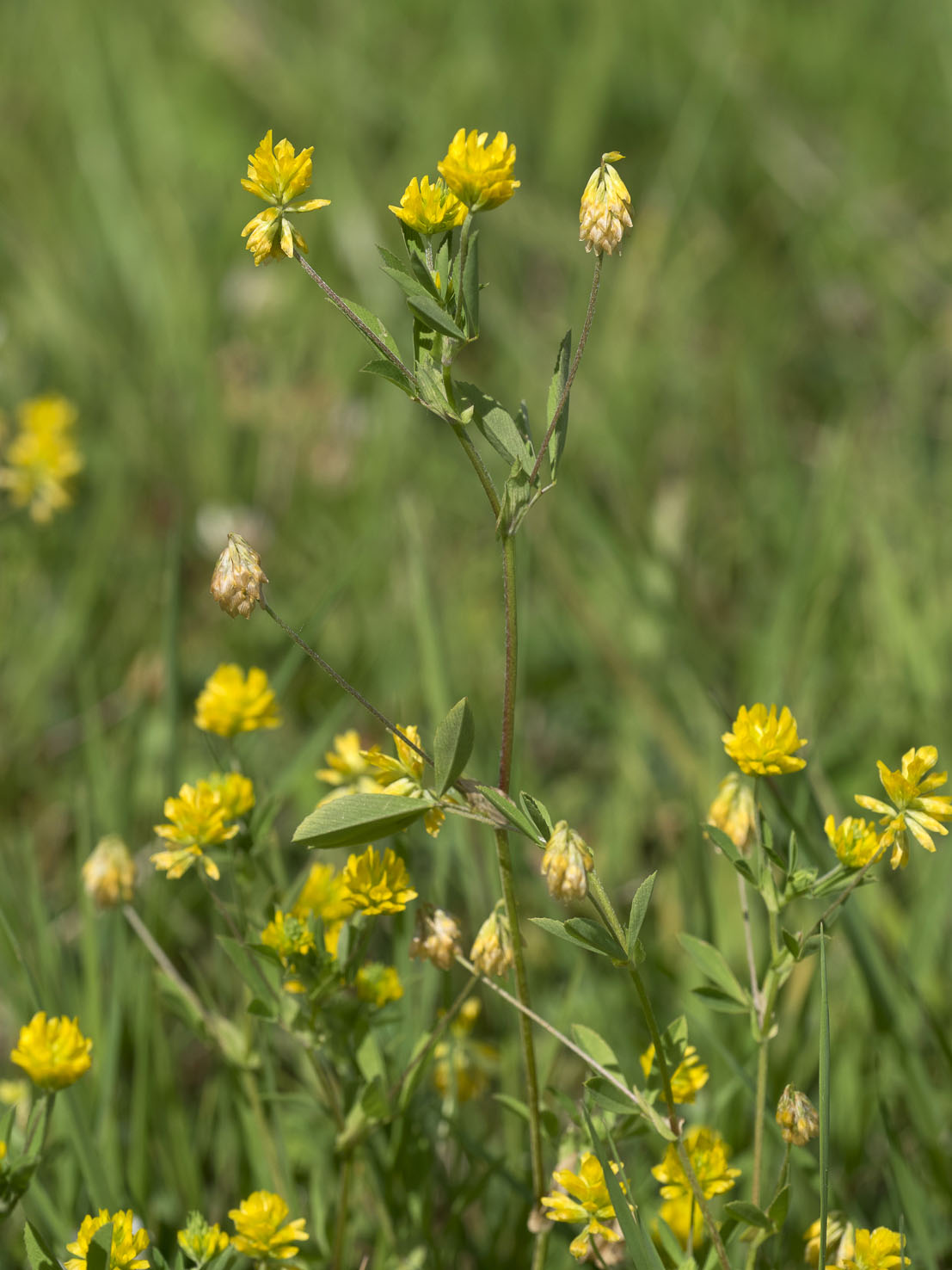 Trifolium