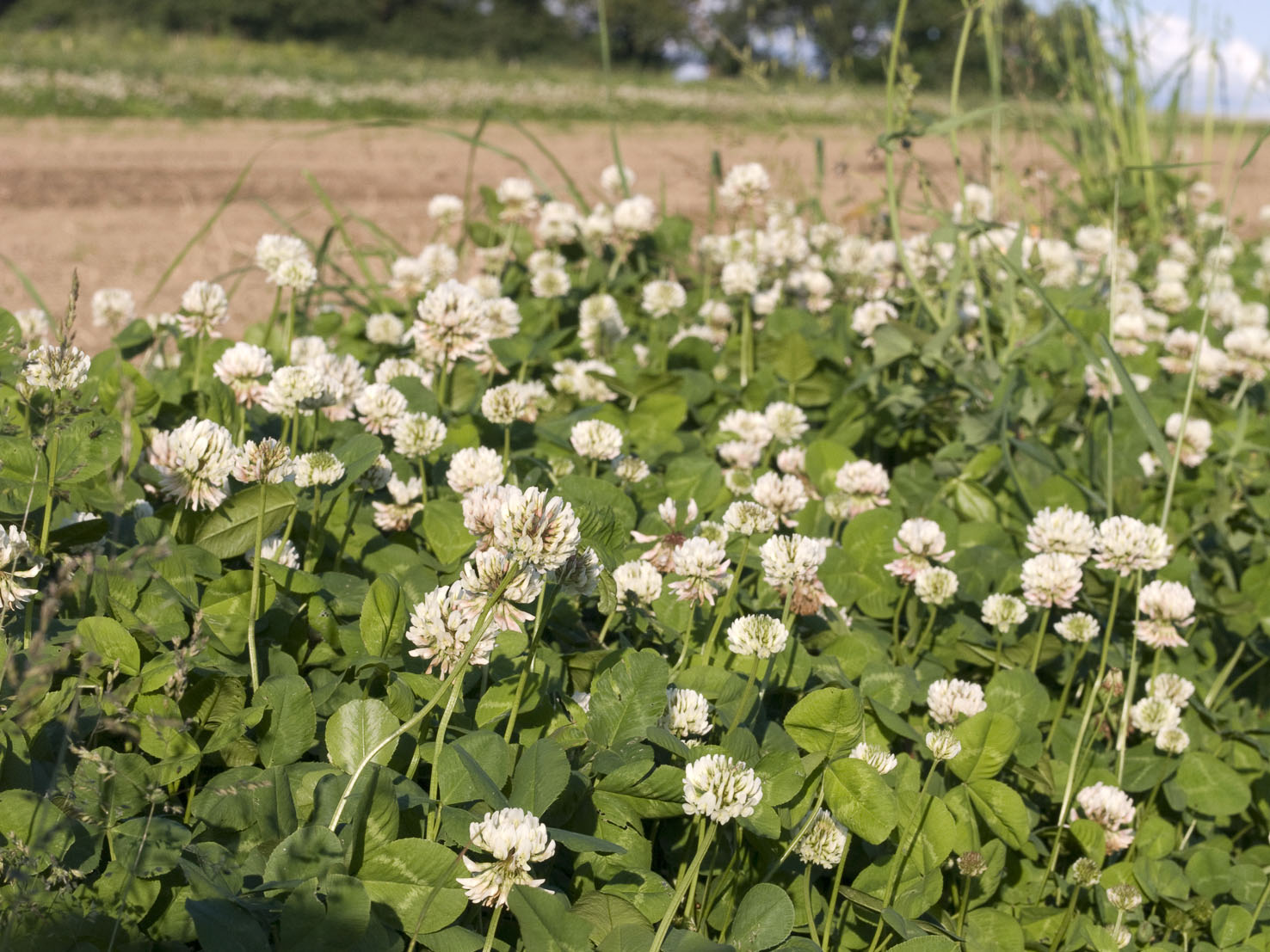 Trifolium