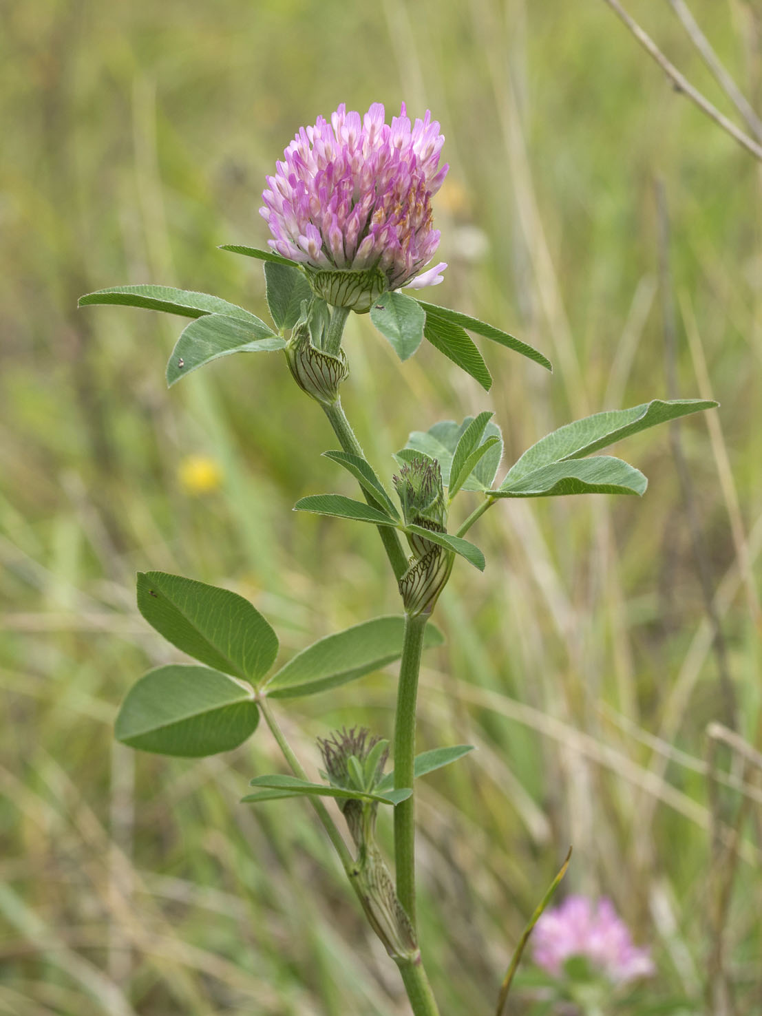 Trifolium