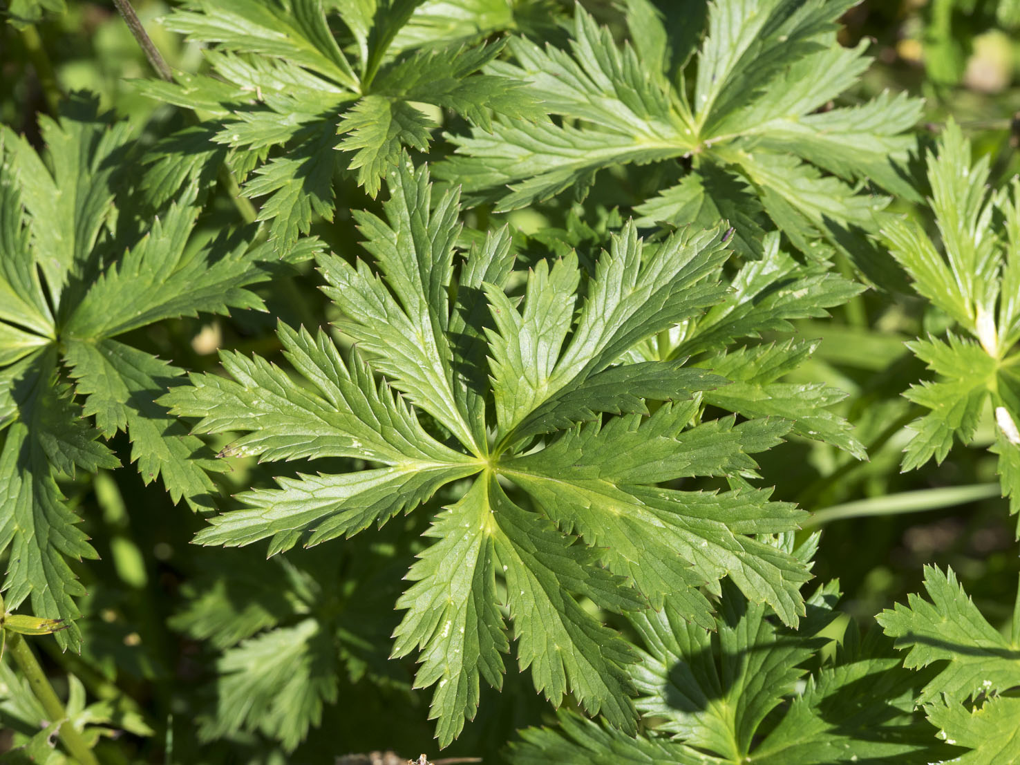 Trollius