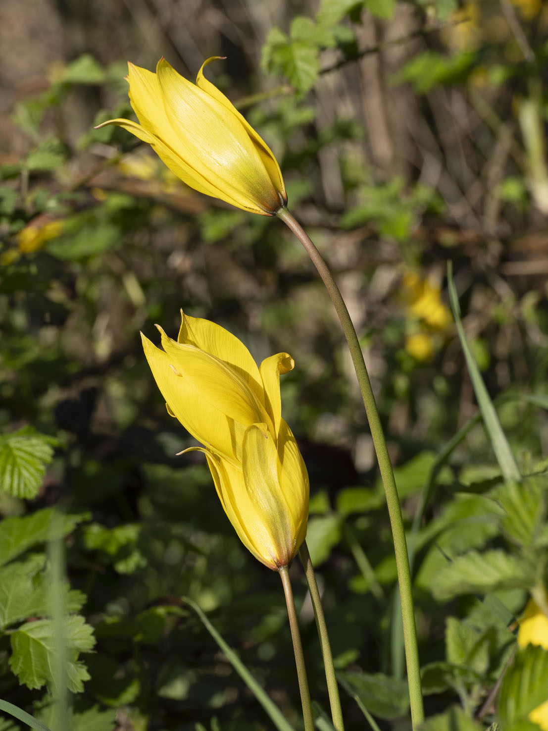 Tulipa