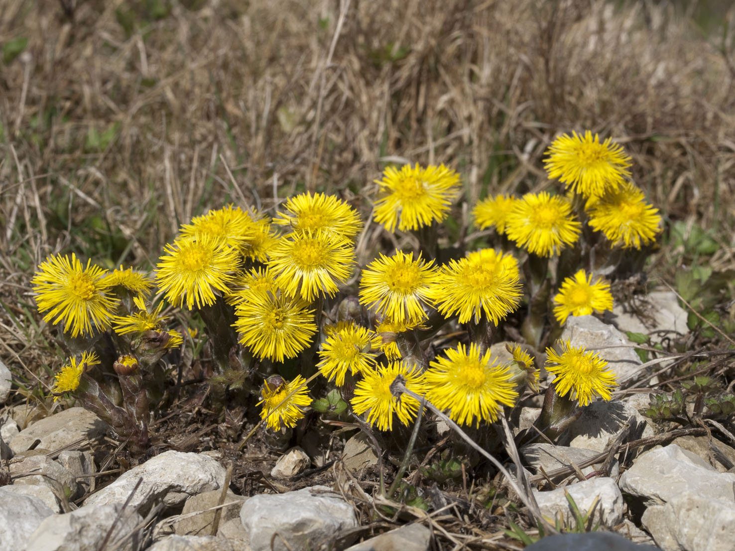 Tussilago