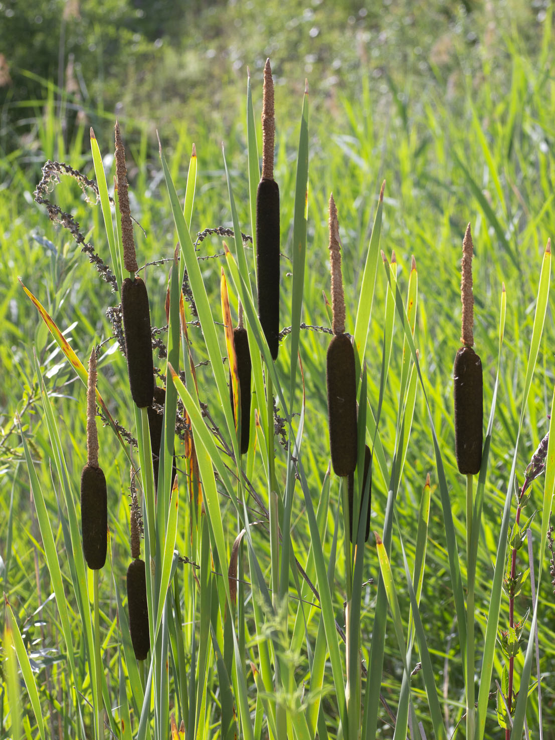 Typha