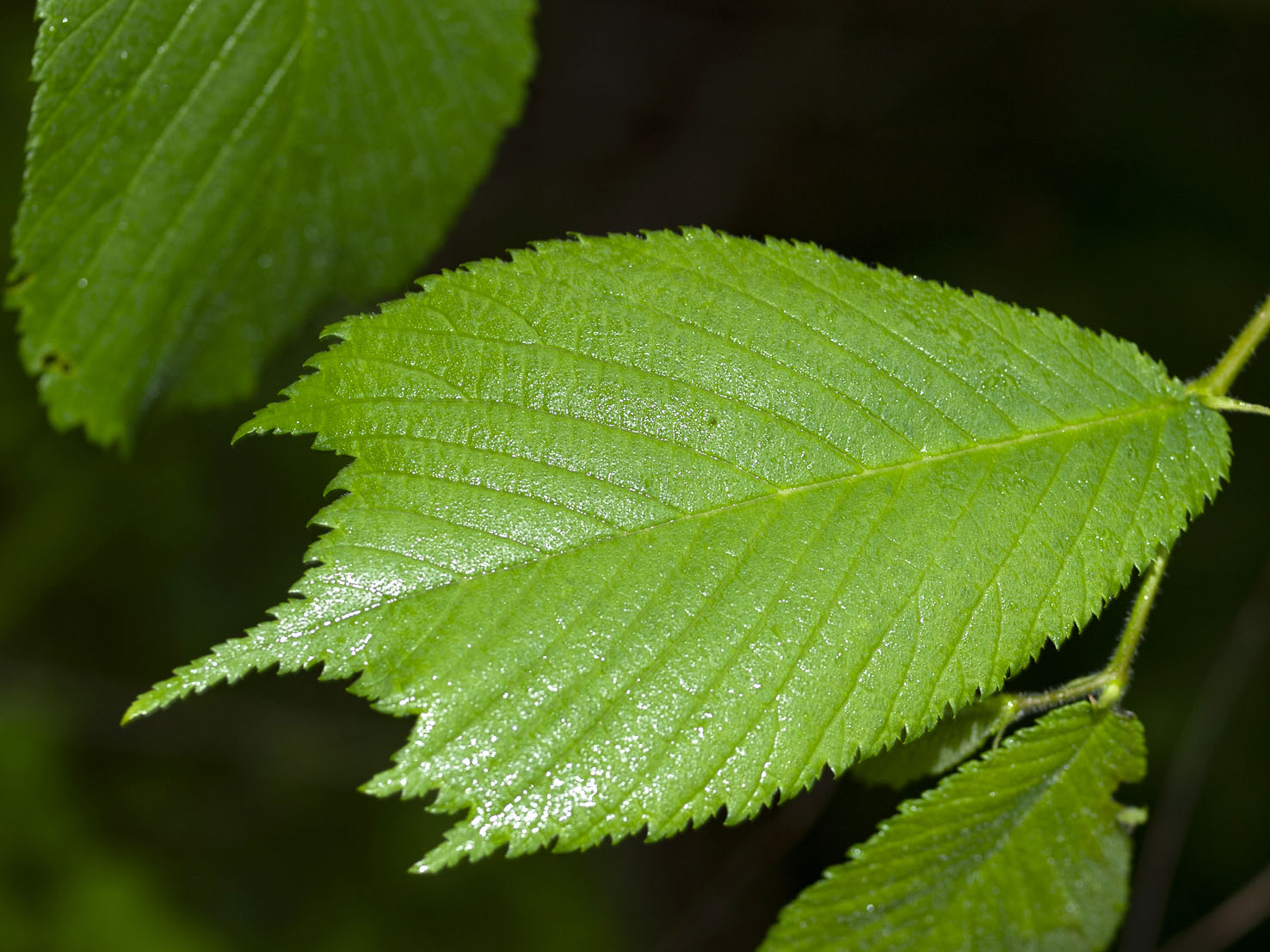 Ulmus