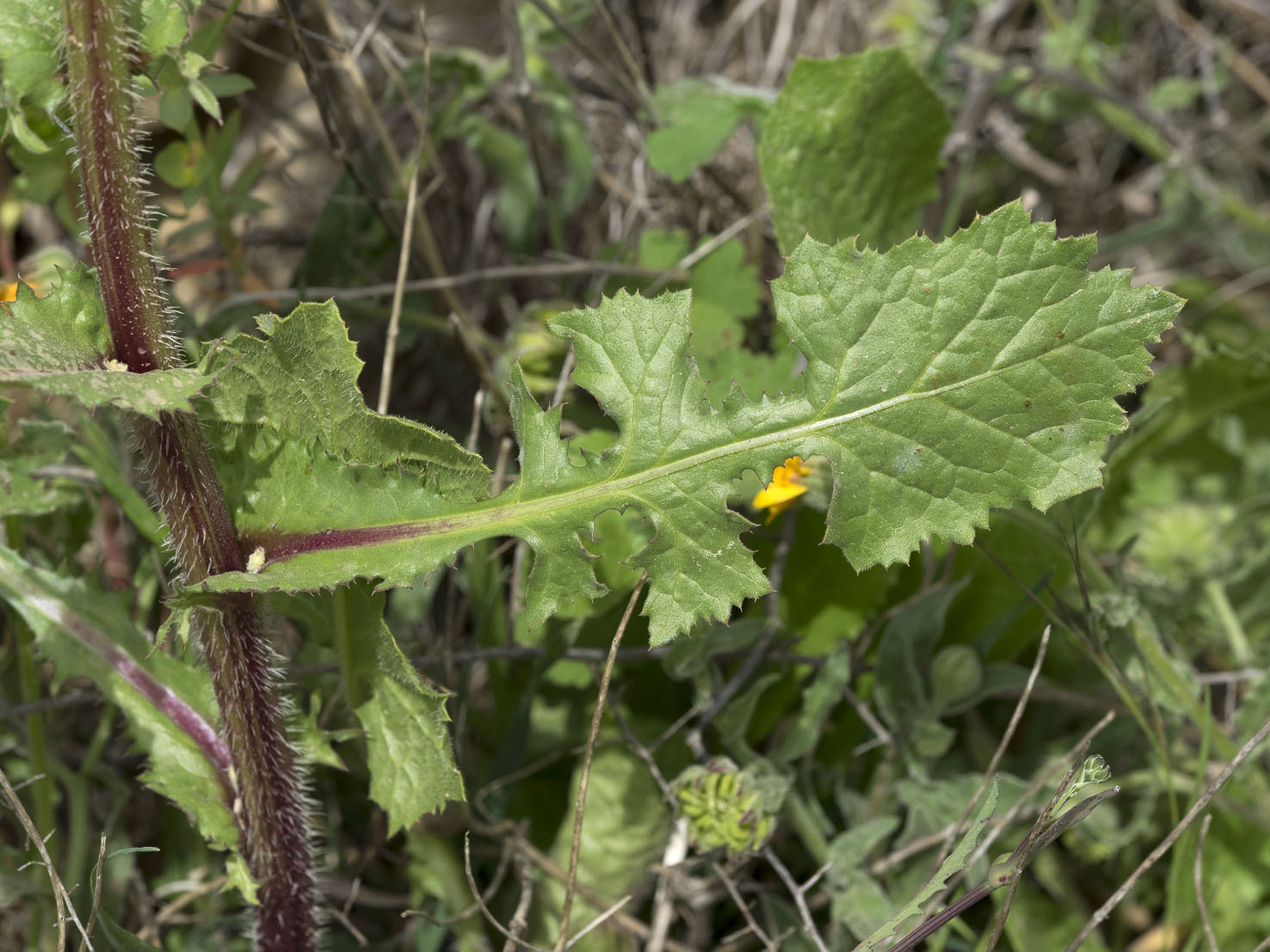 Urospermum