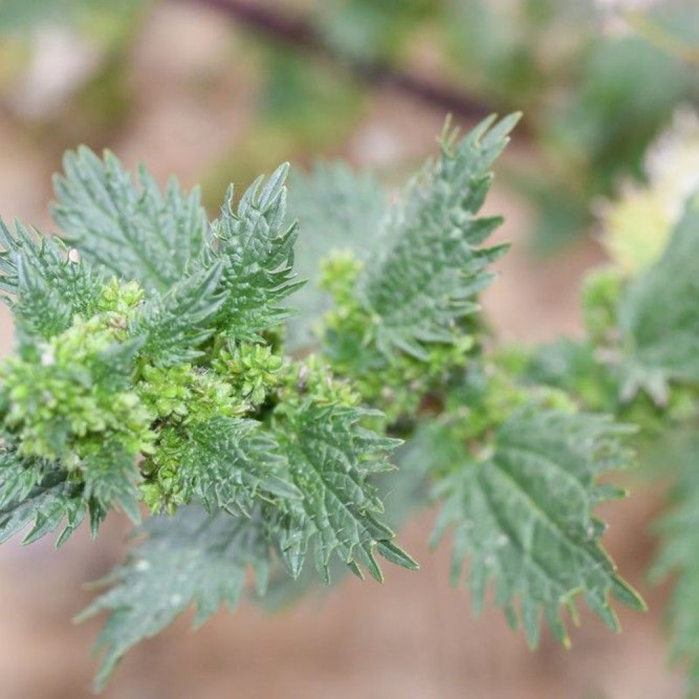 Urtica