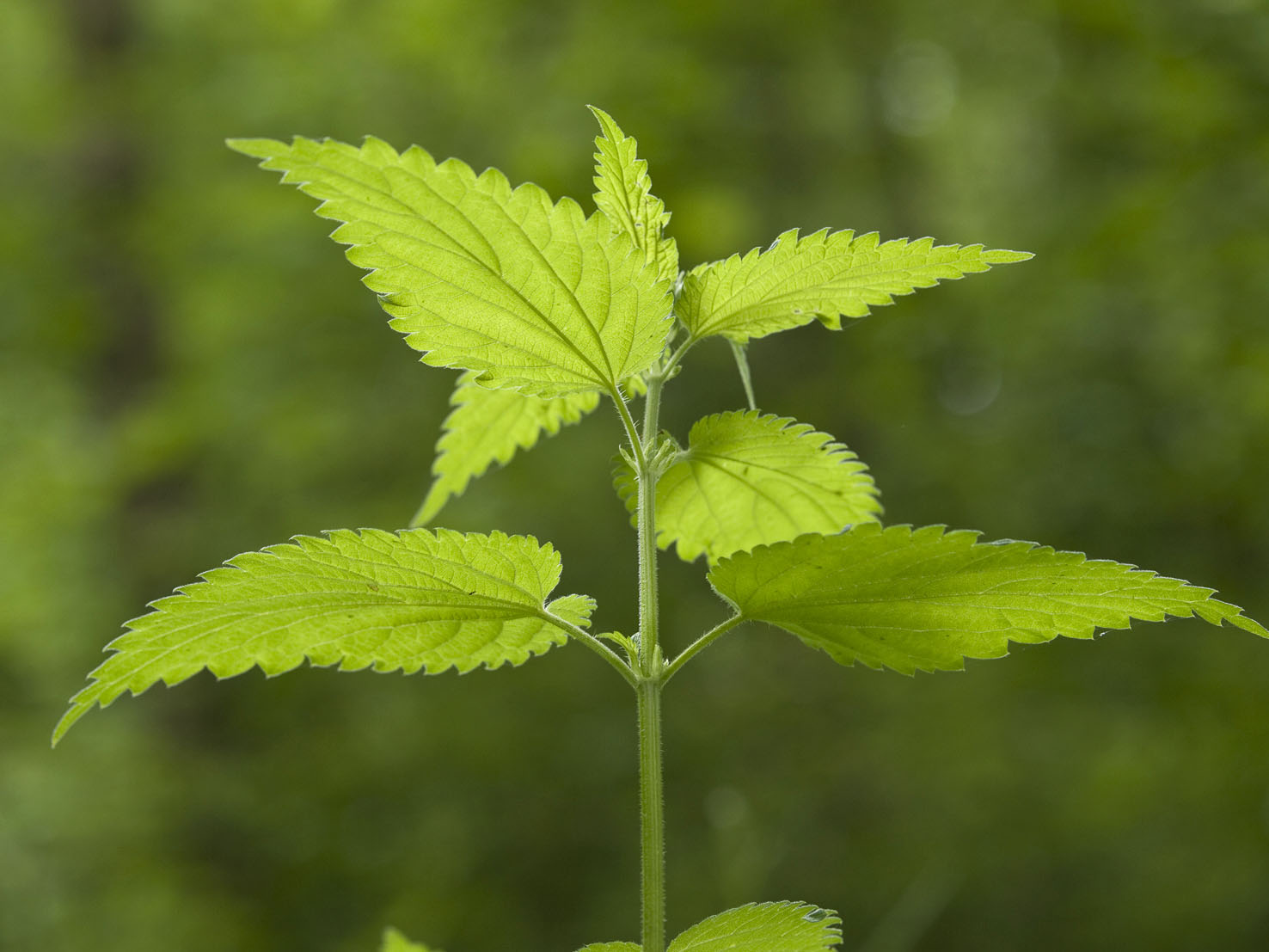 Urtica