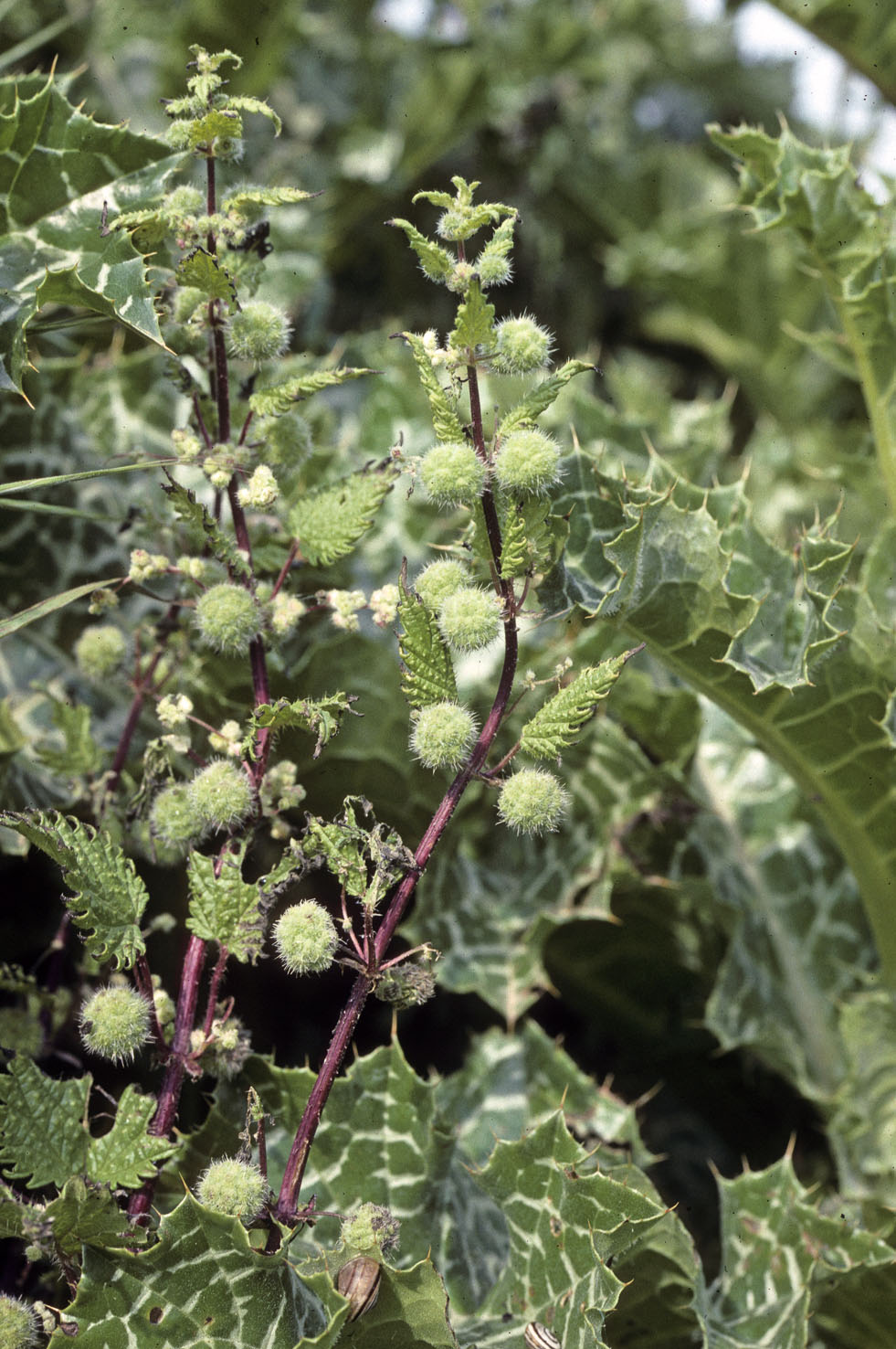 Urtica