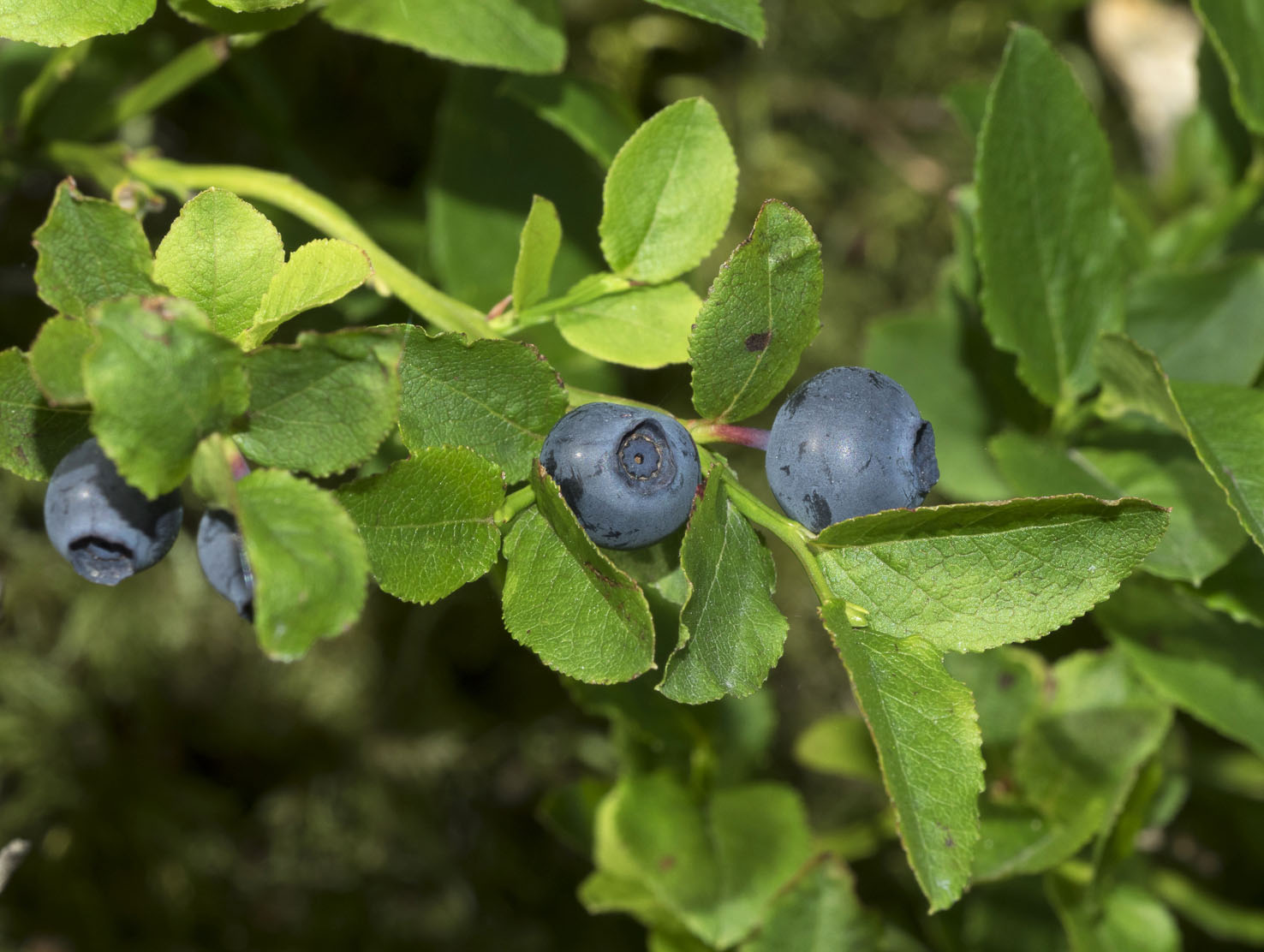 Vaccinium