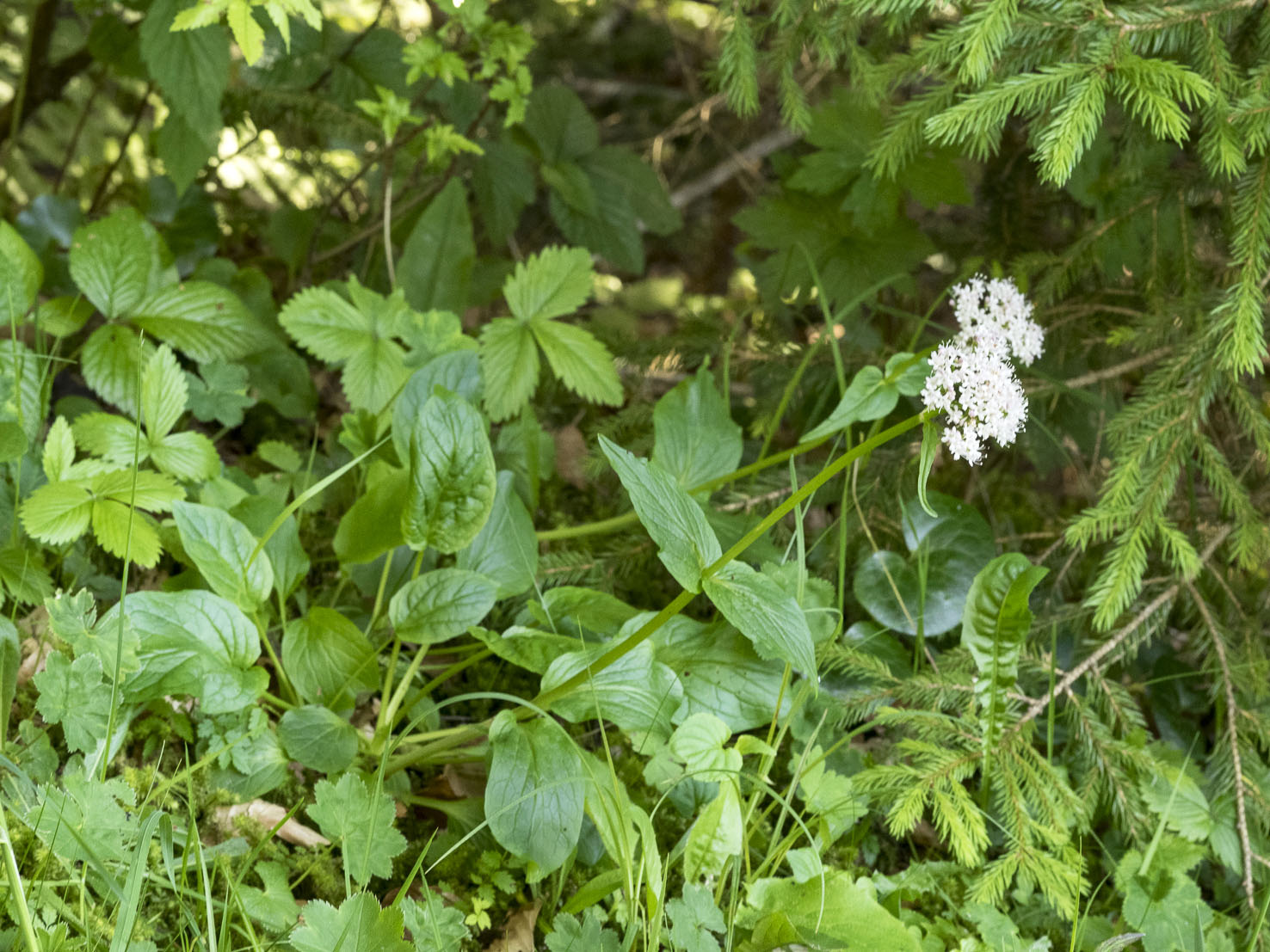 Valeriana