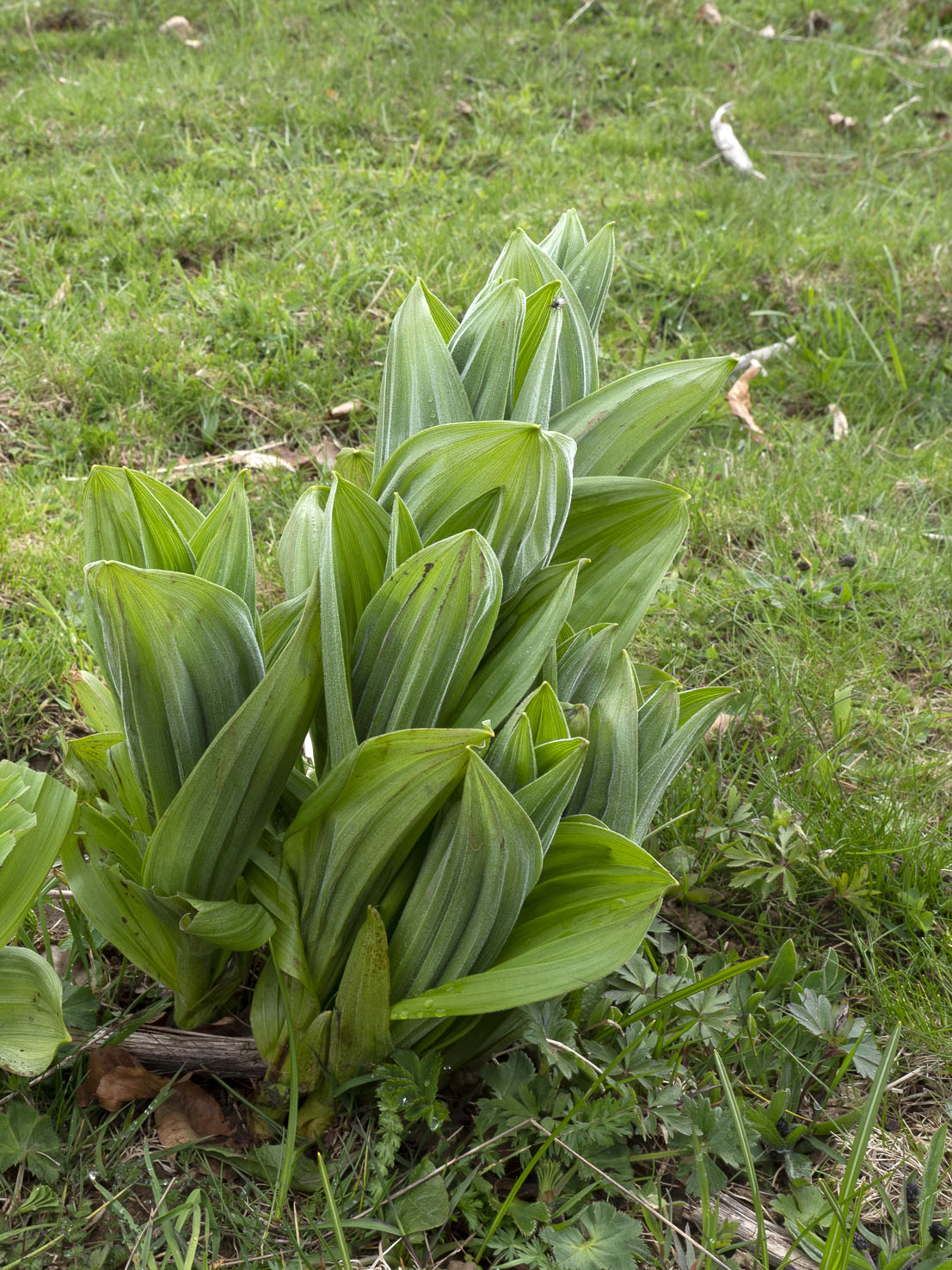 Veratrum