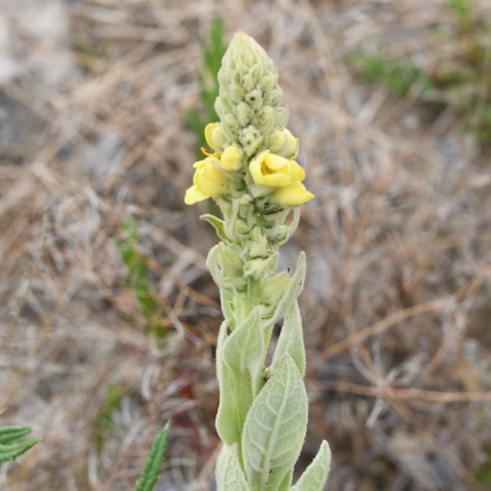 Verbascum