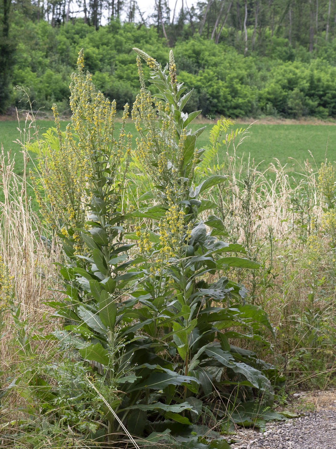 Verbascum