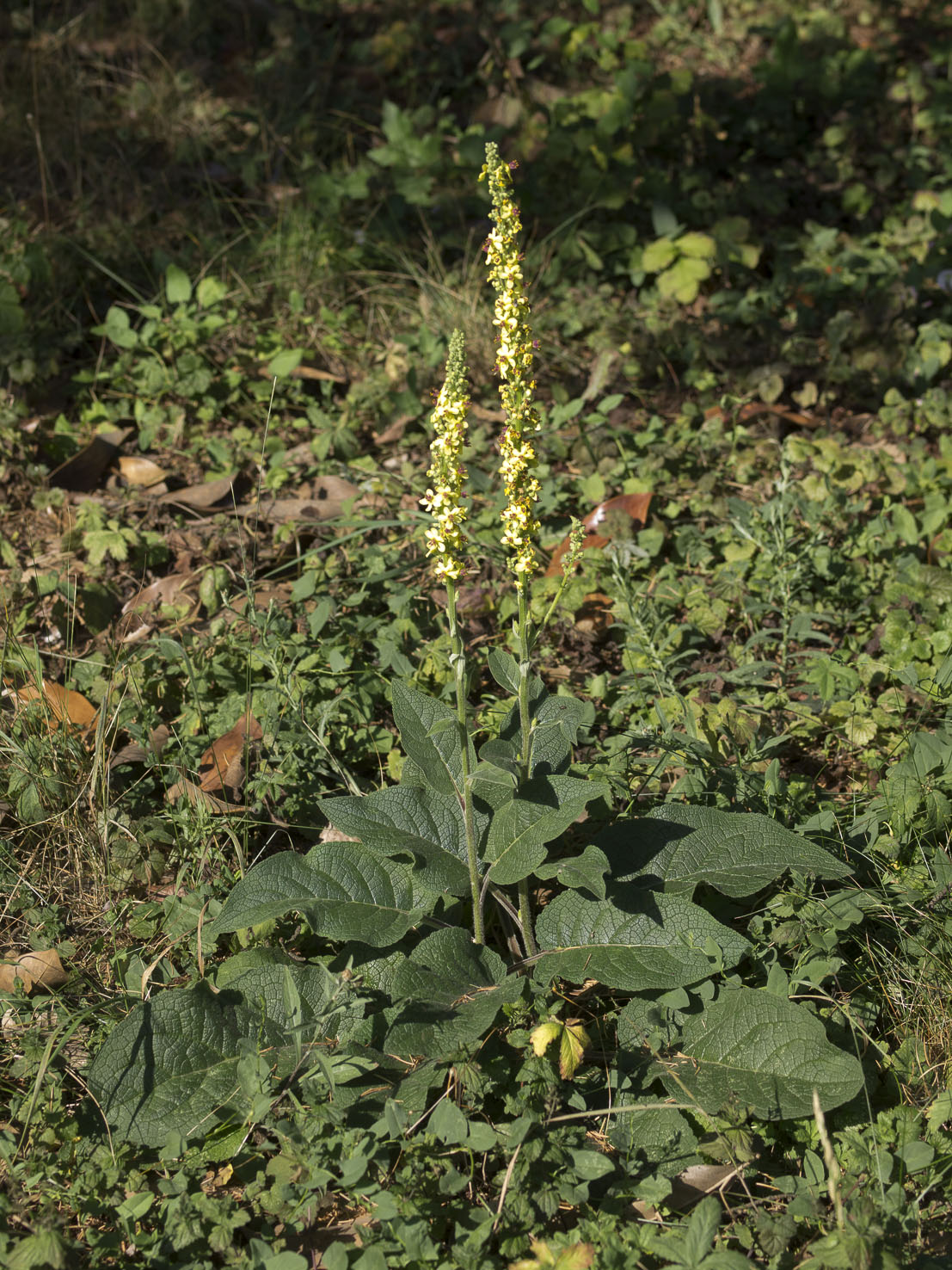 Verbascum