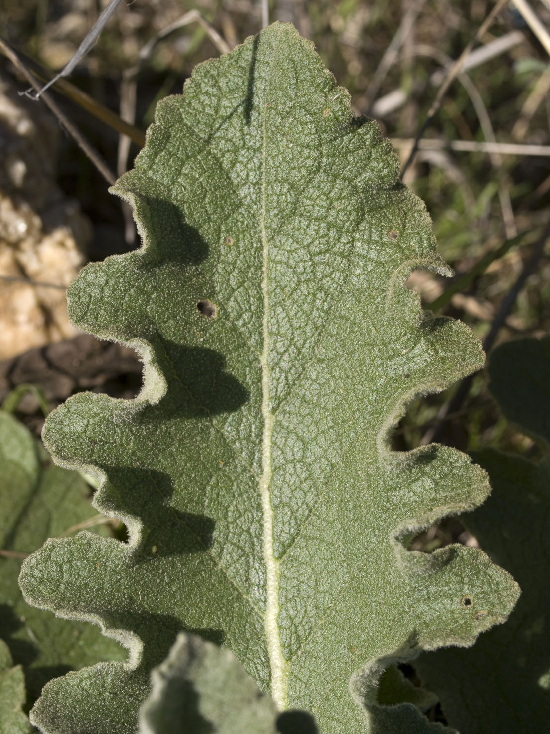 Verbascum
