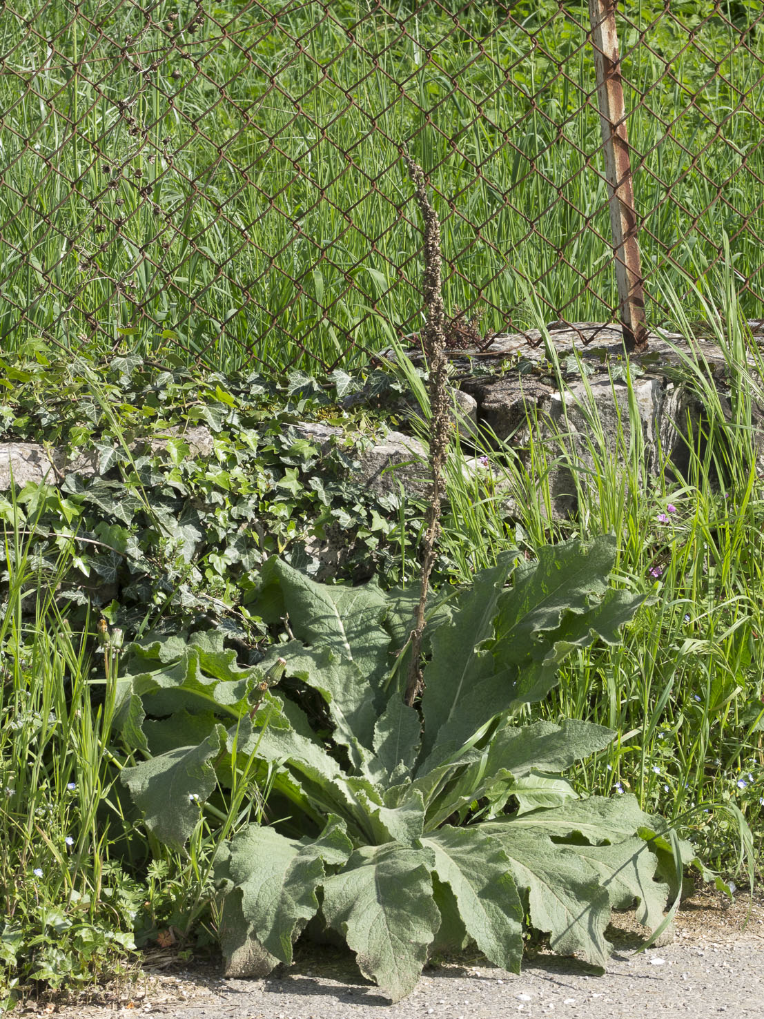 Verbascum