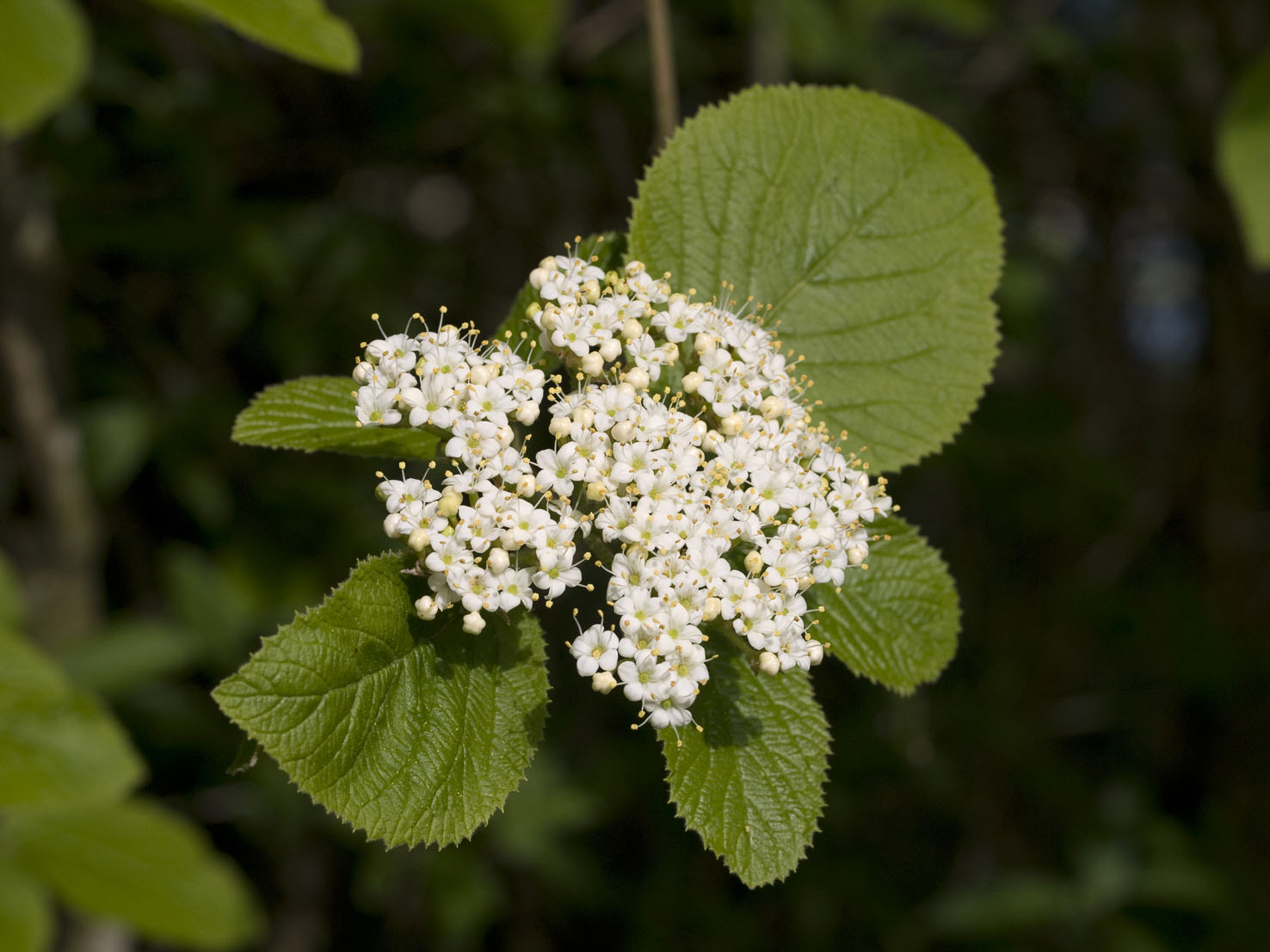 Viburnum
