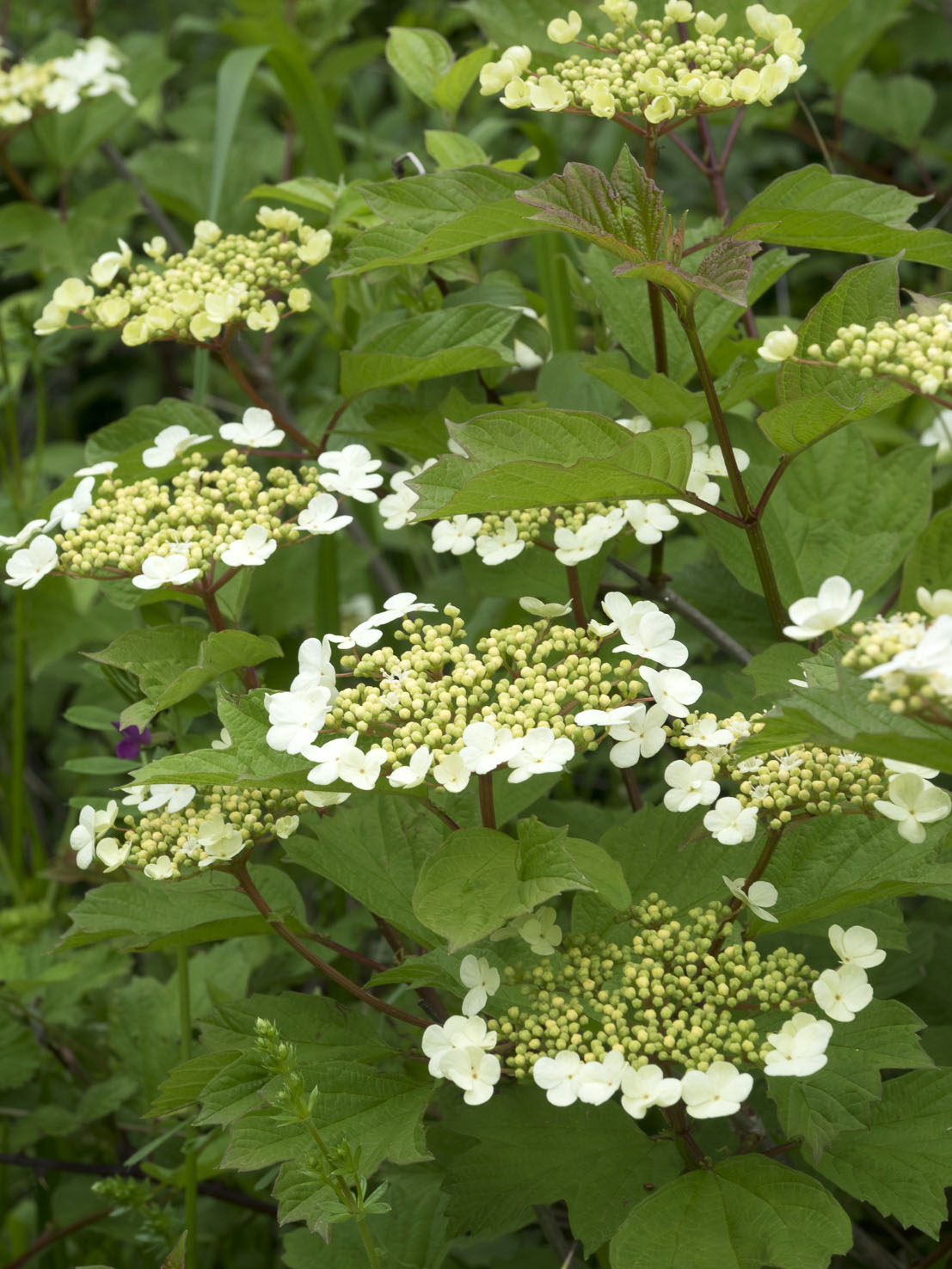 Viburnum