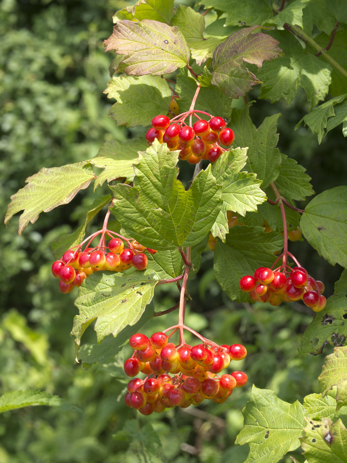 Viburnum