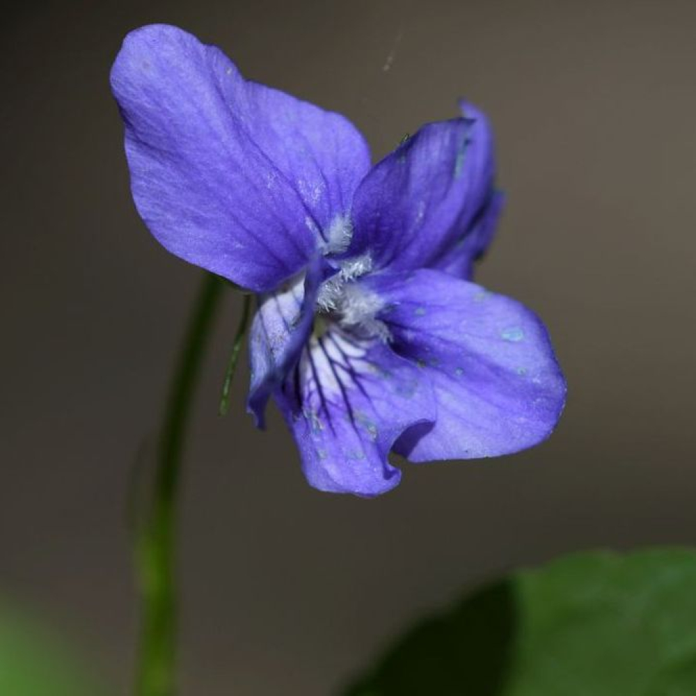 Viola