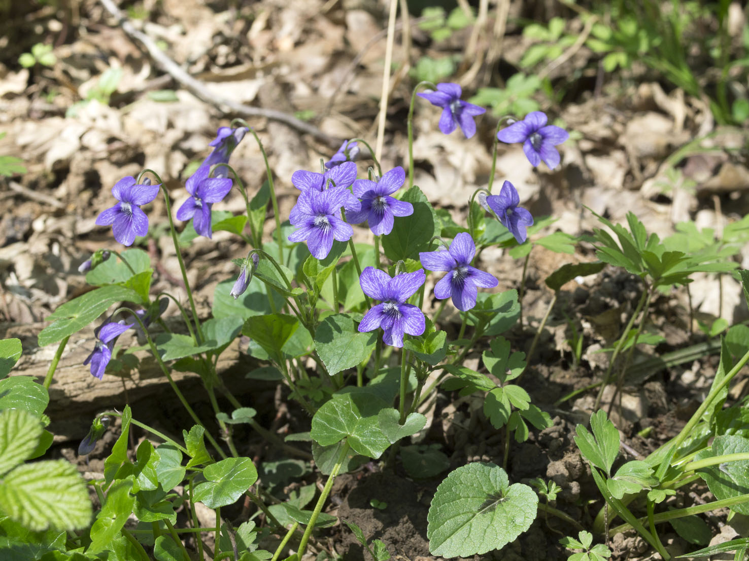 Viola