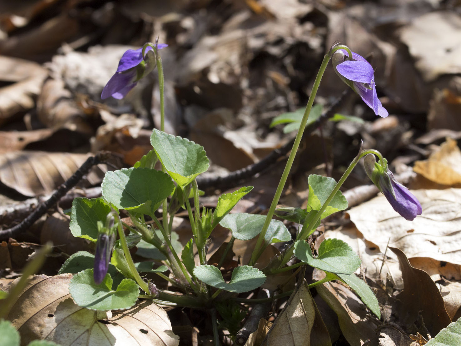 Viola