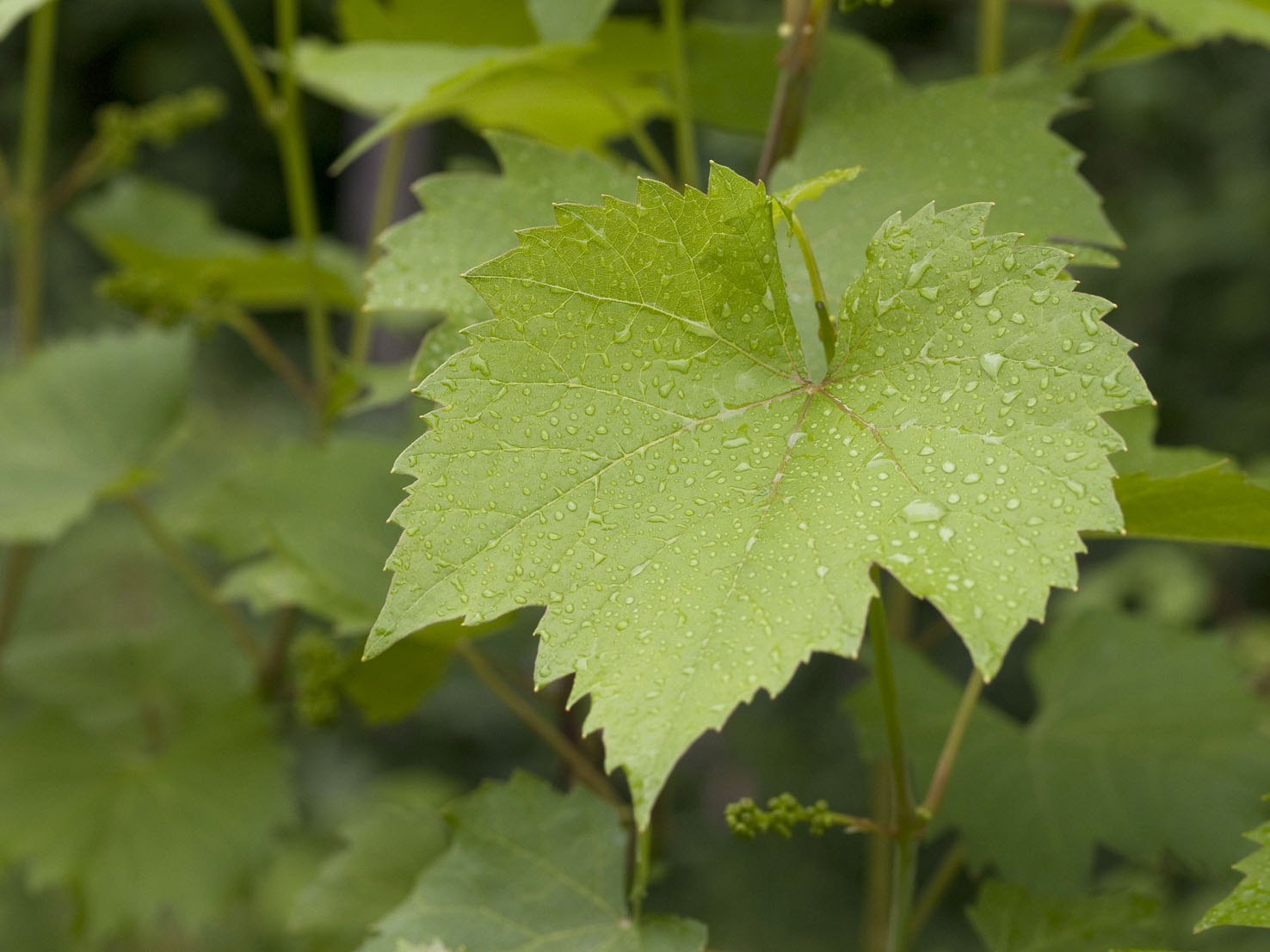 Vitis