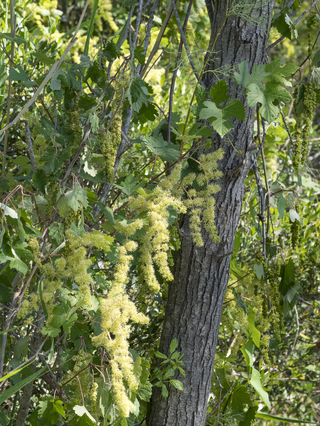 Vitis
