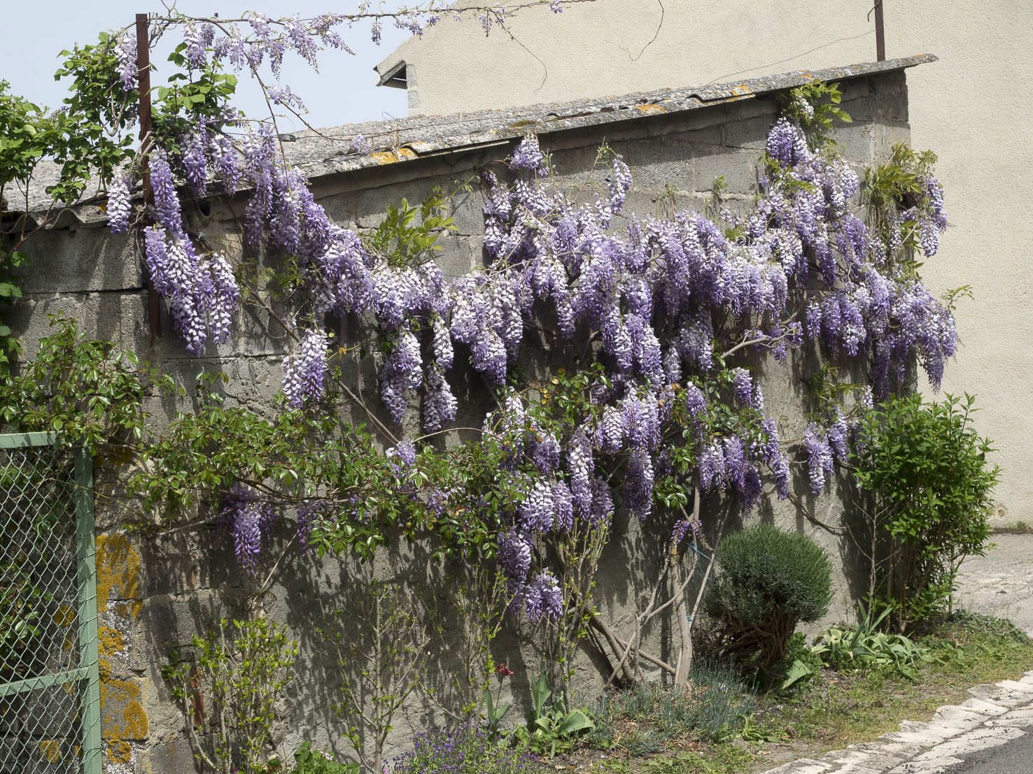 Wisteria