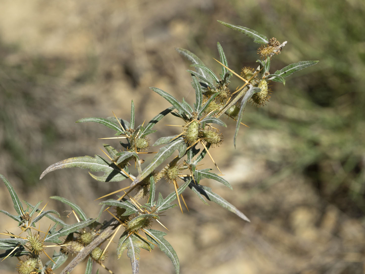 Xanthium