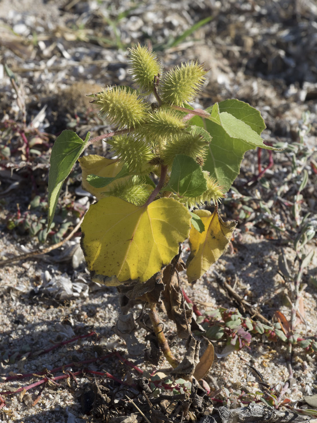 Xanthium