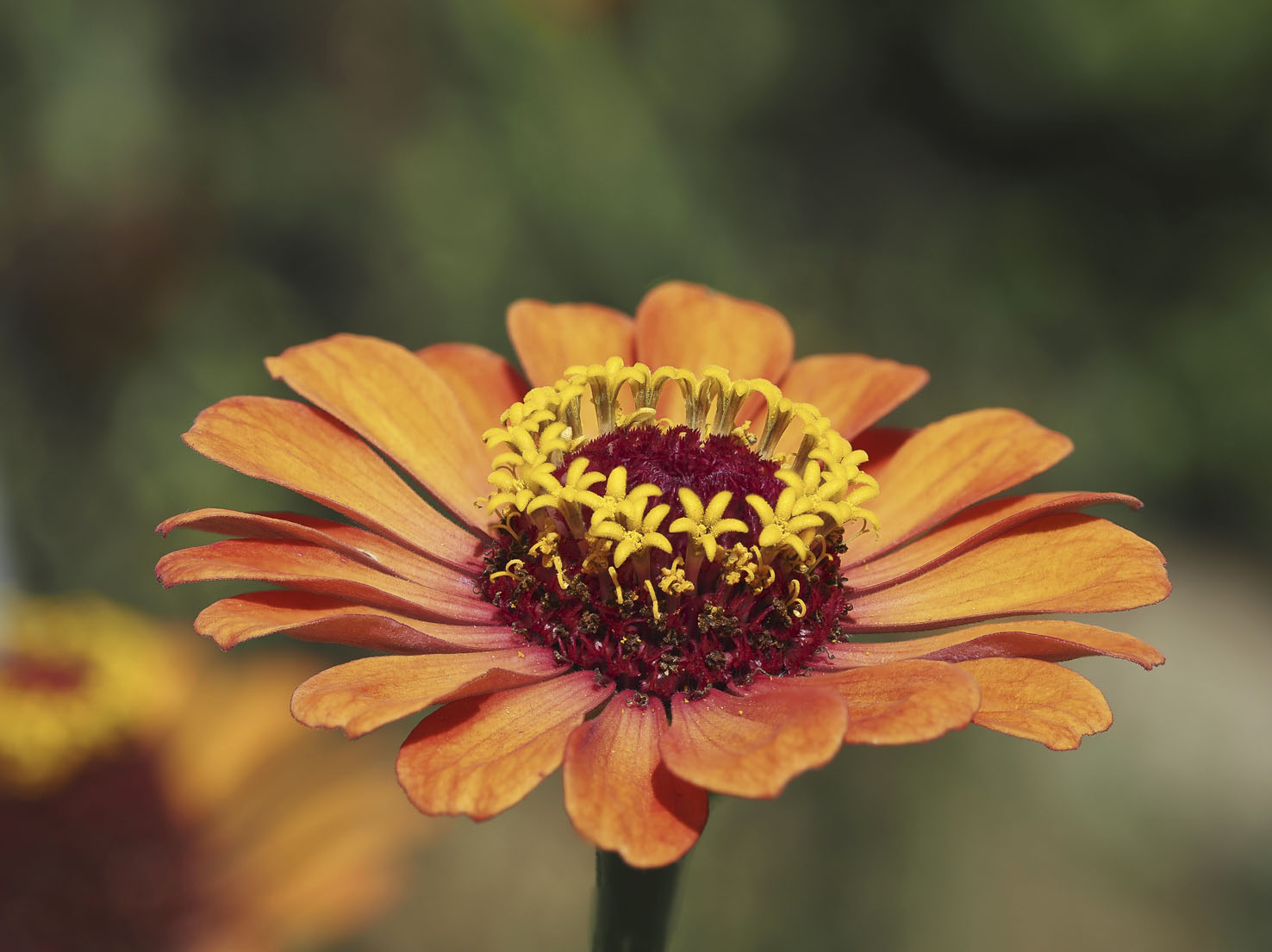 Zinnia