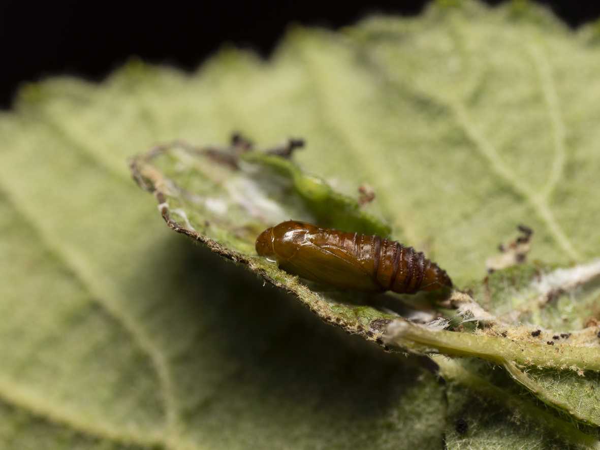 Acleris schalleriana