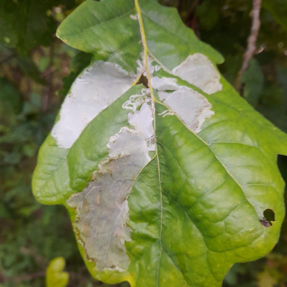 Acrocercops brongniardella