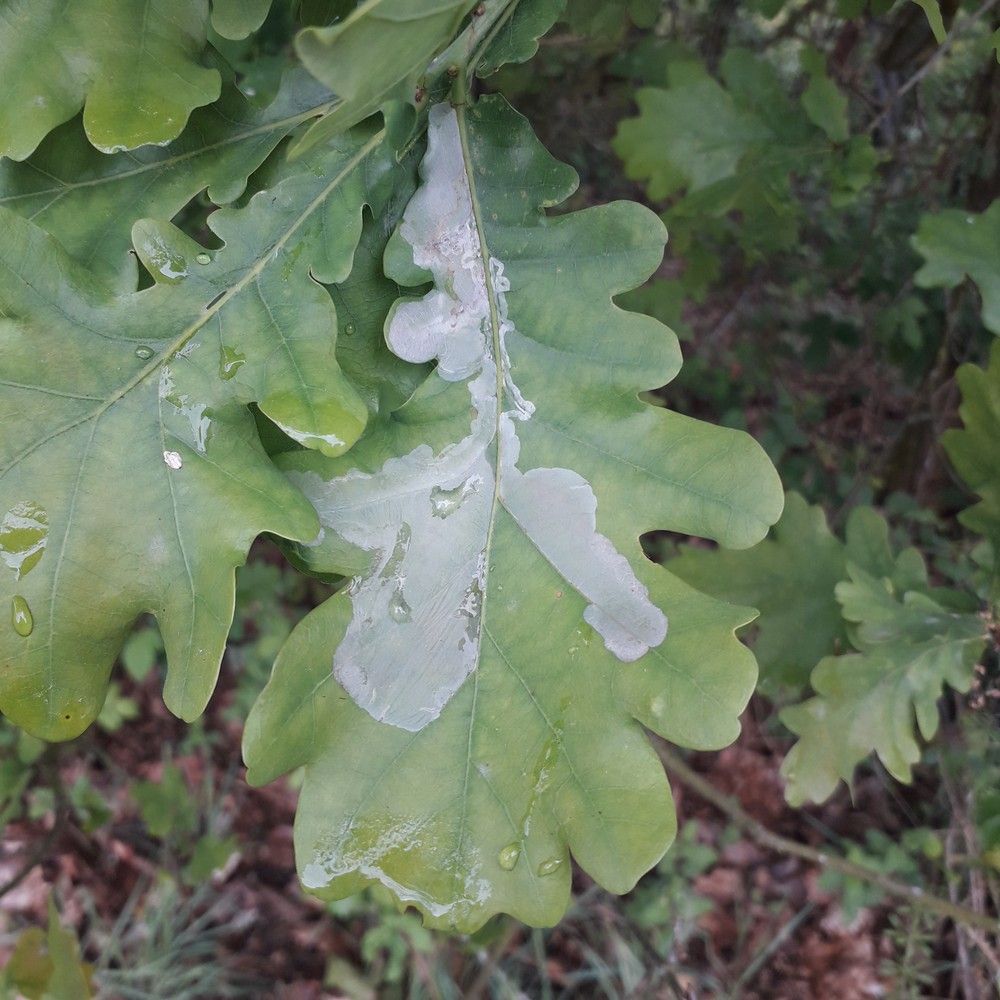 Acrocercops brongniardella