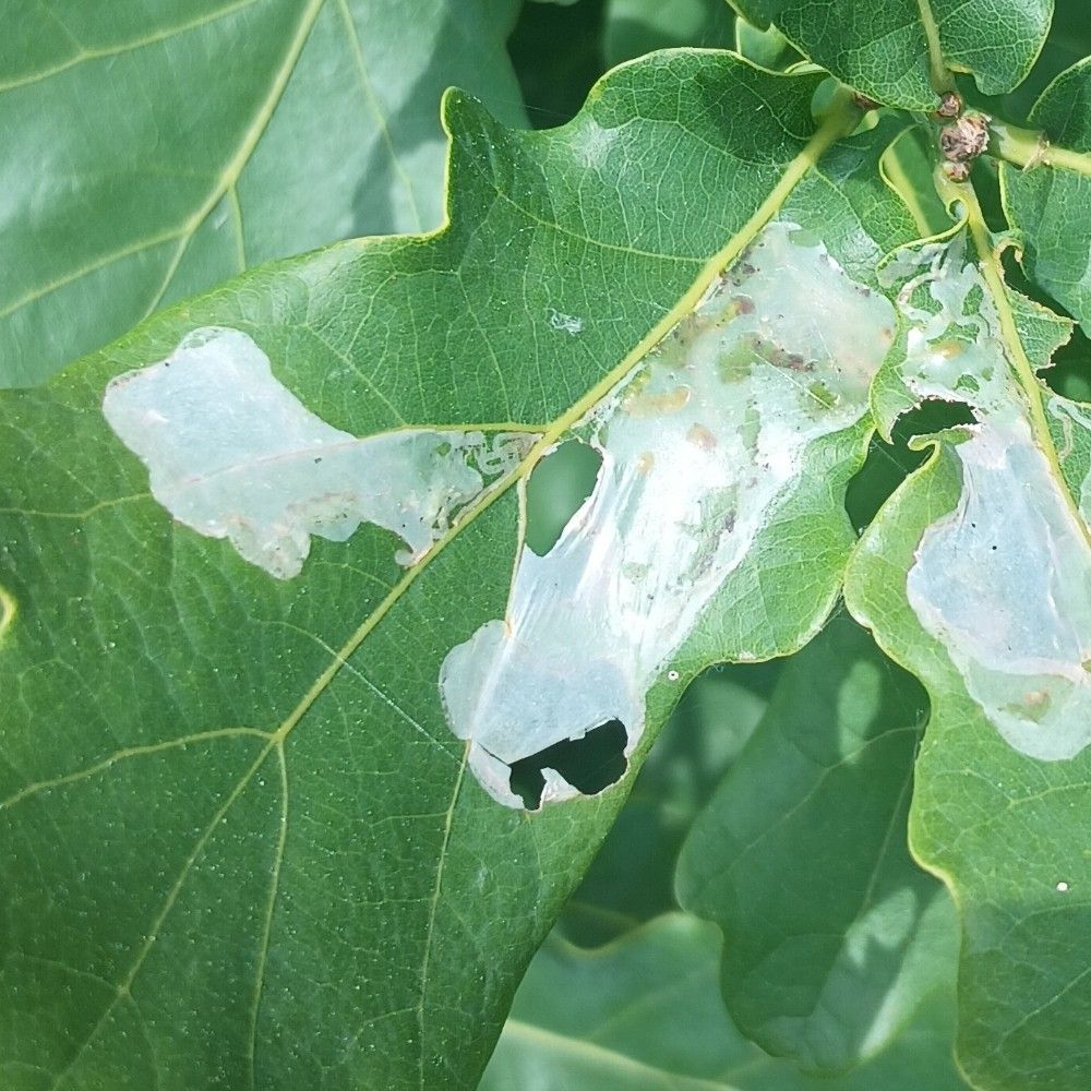 Acrocercops brongniardella
