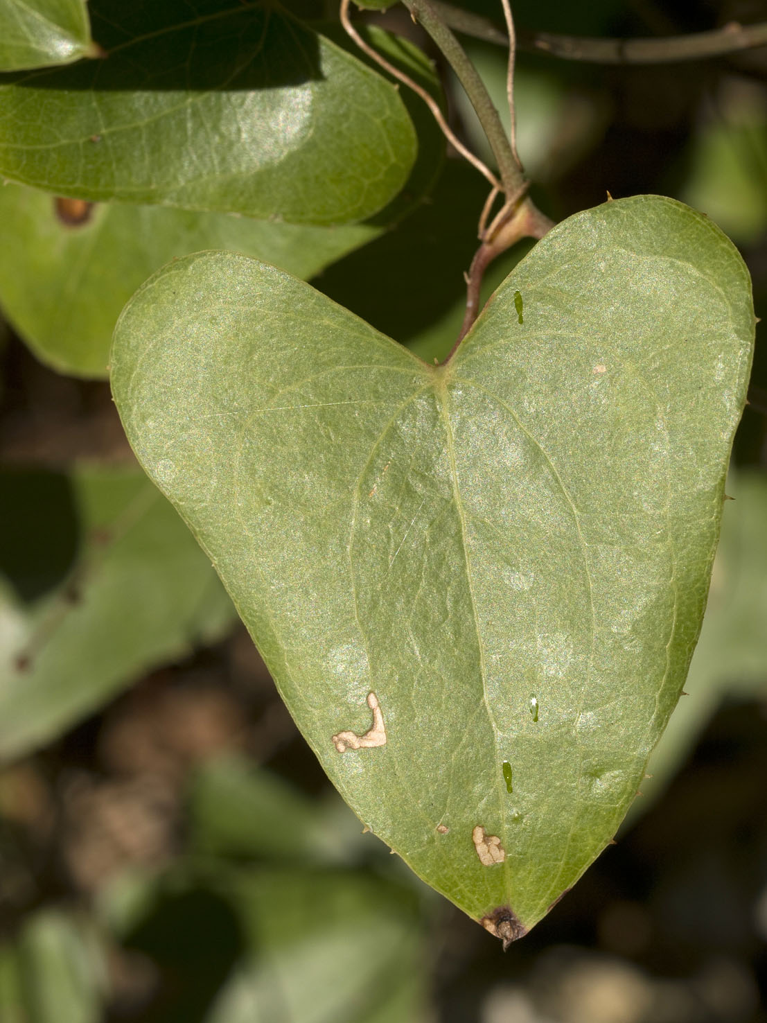 Acrolepiopsis vesperella