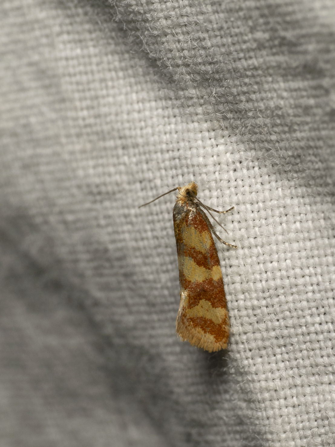 Aethes rutilana