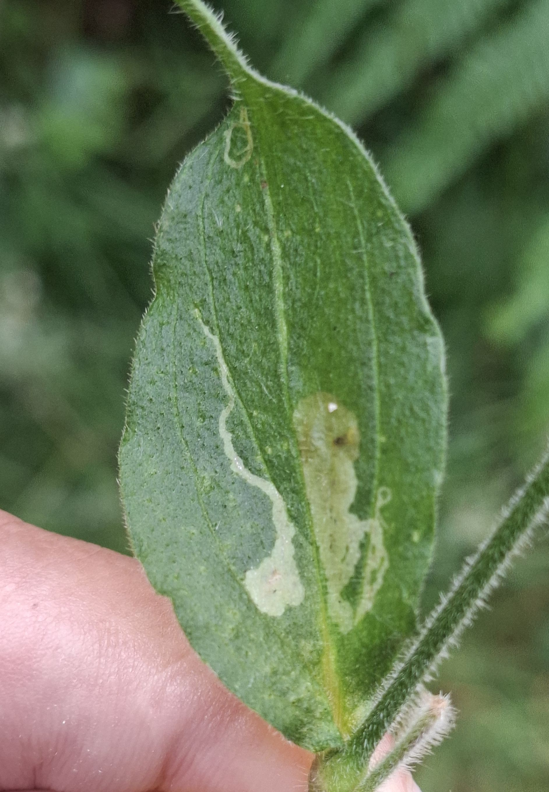 Amauromyza flavifrons