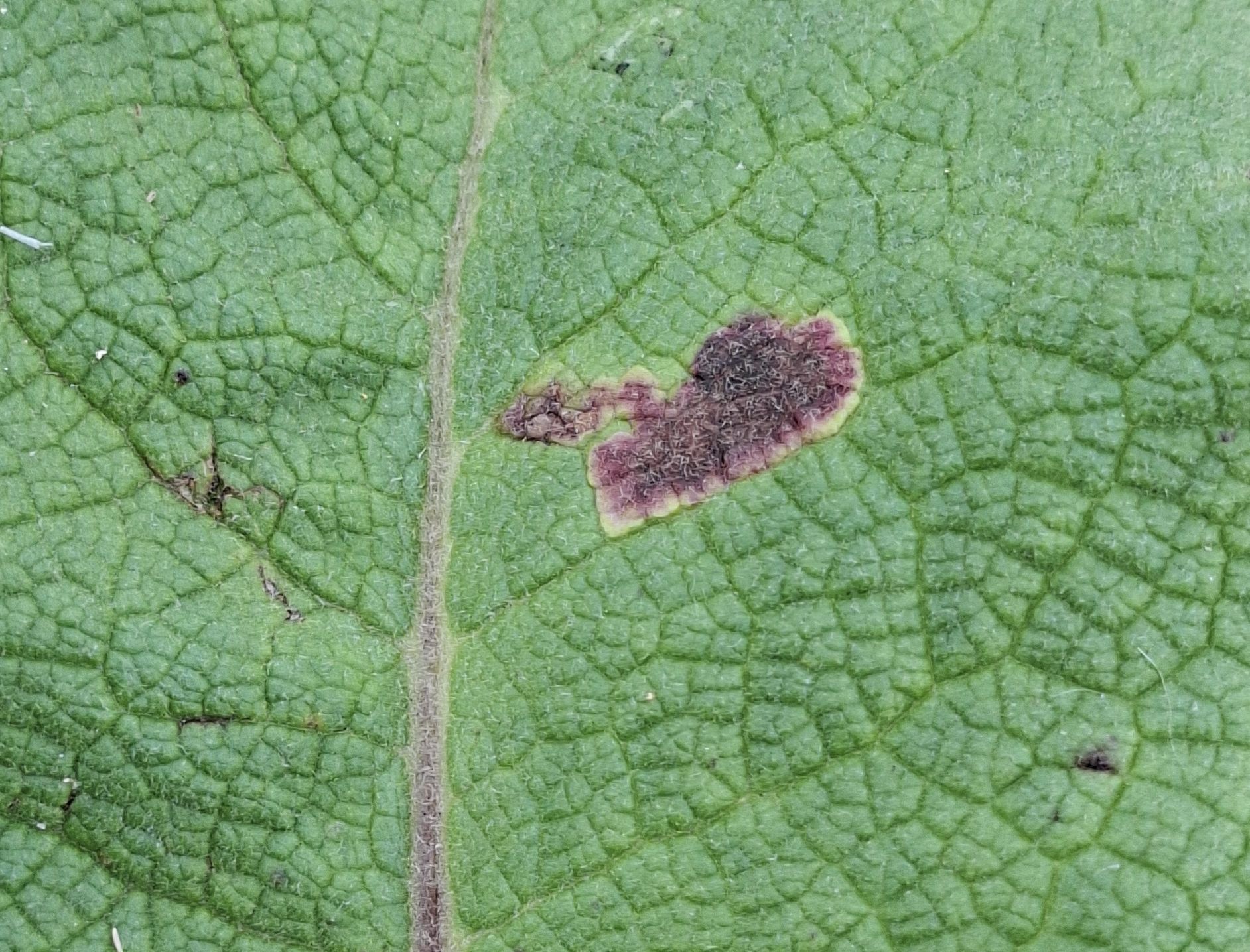 Amauromyza verbasci