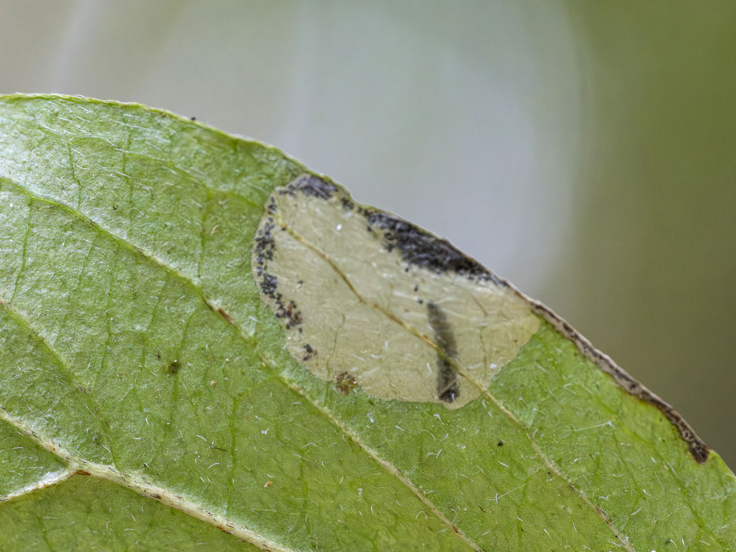 Antispila petryi