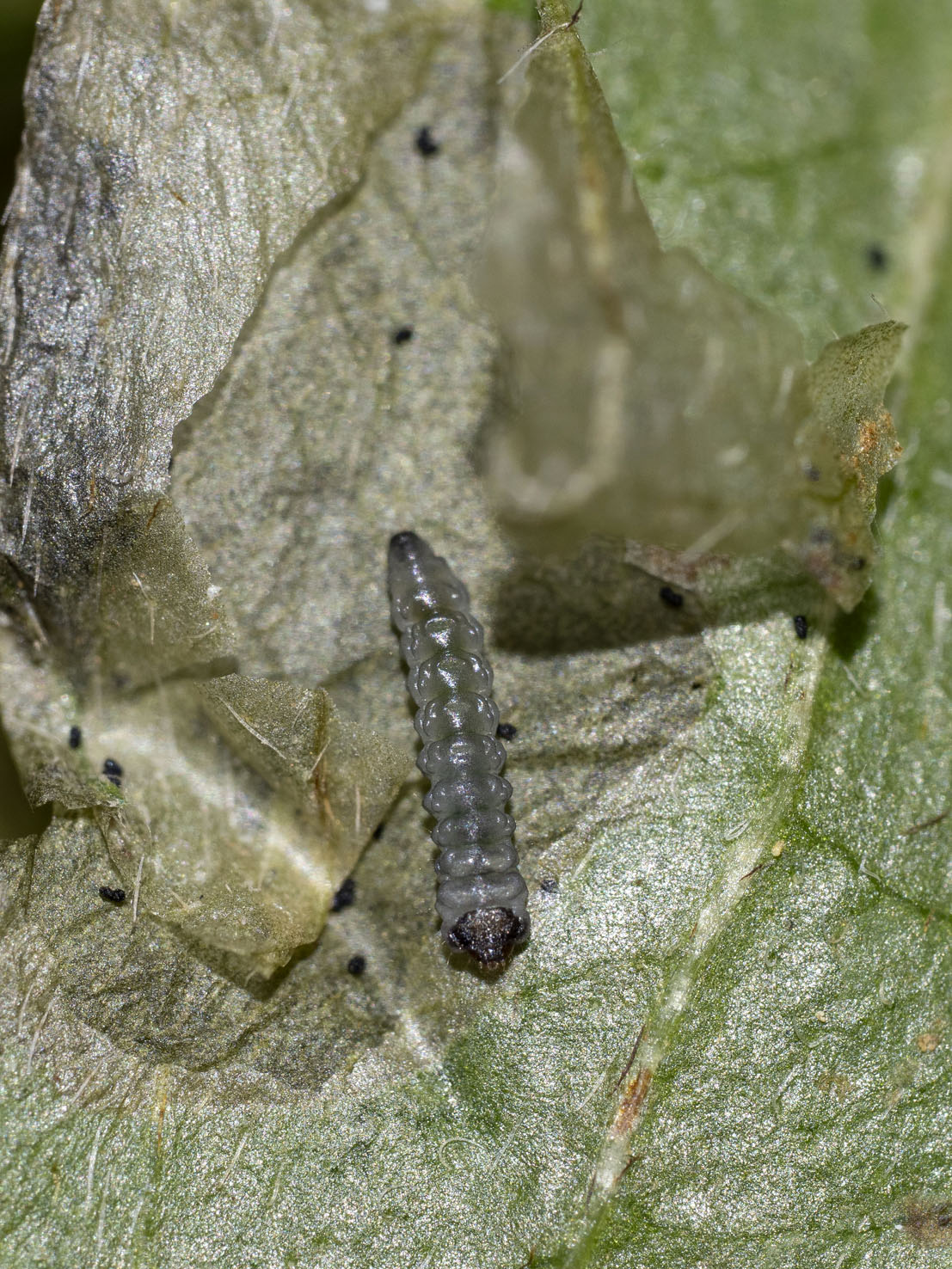 Antispila petryi
