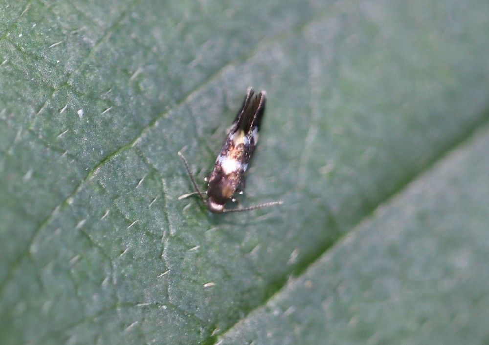 Antispila treitschkiella