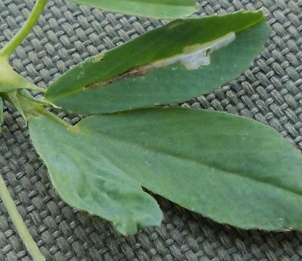 Aproaerema anthyllidella