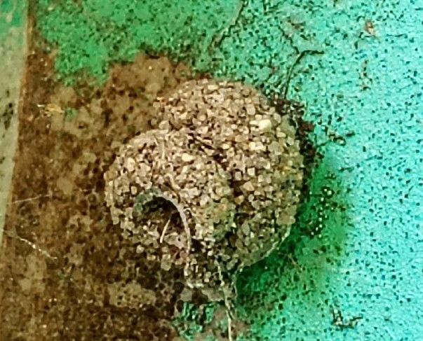 Apterona helicoidella