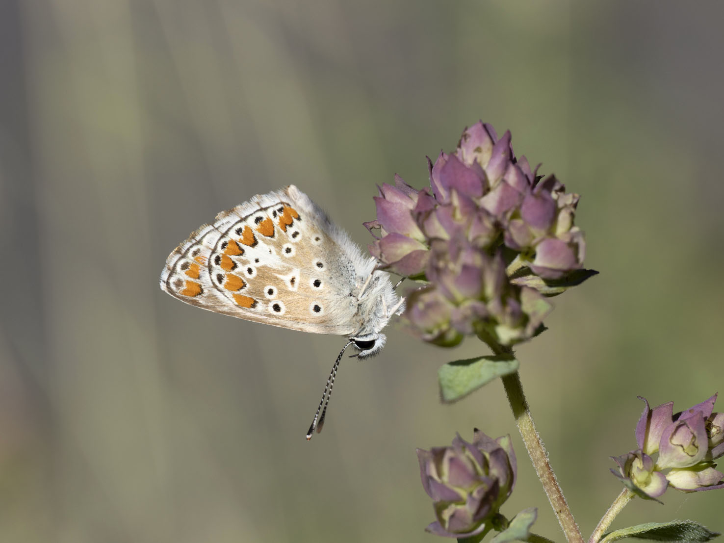 Aricia agestis