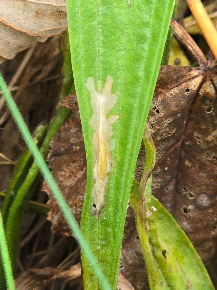 Aspilapteryx tringipennella