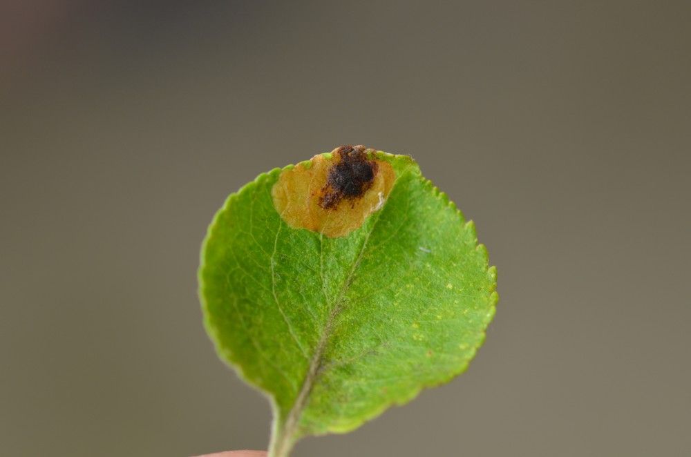 Bohemannia pulverosella