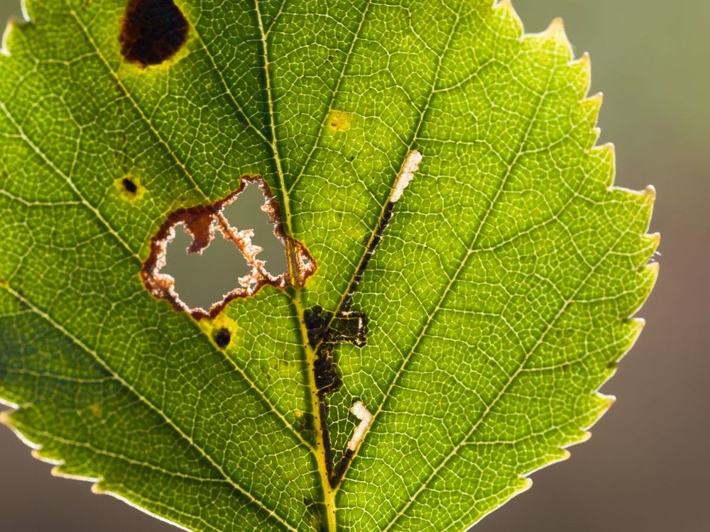 Bucculatrix demaryella