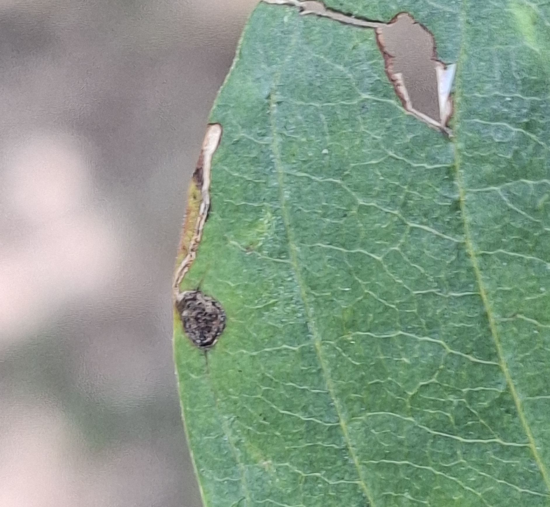 Bucculatrix frangutella